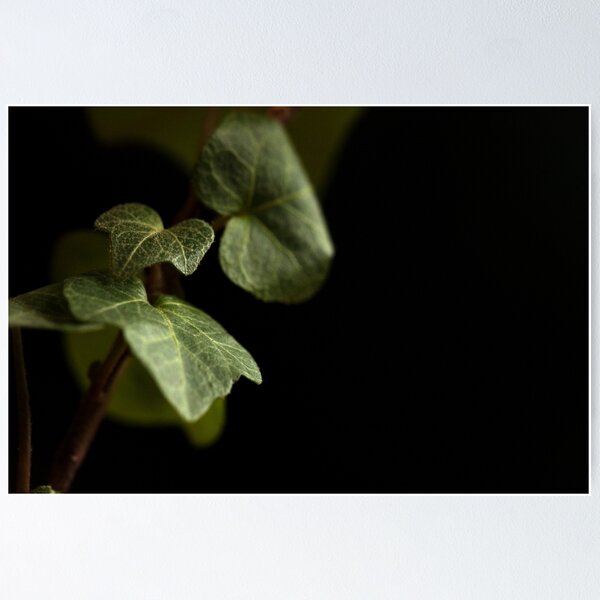 Item preview, English Ivy designed and sold by ShutterOwl.