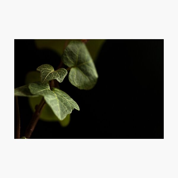 Item preview, English Ivy designed and sold by ShutterOwl.