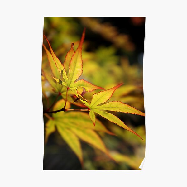 Japanese Maple Poster
