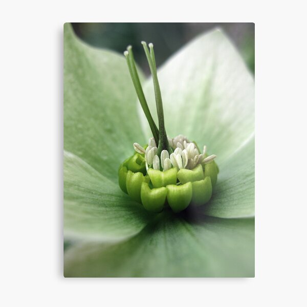 Early Spring Bloom Metal Print