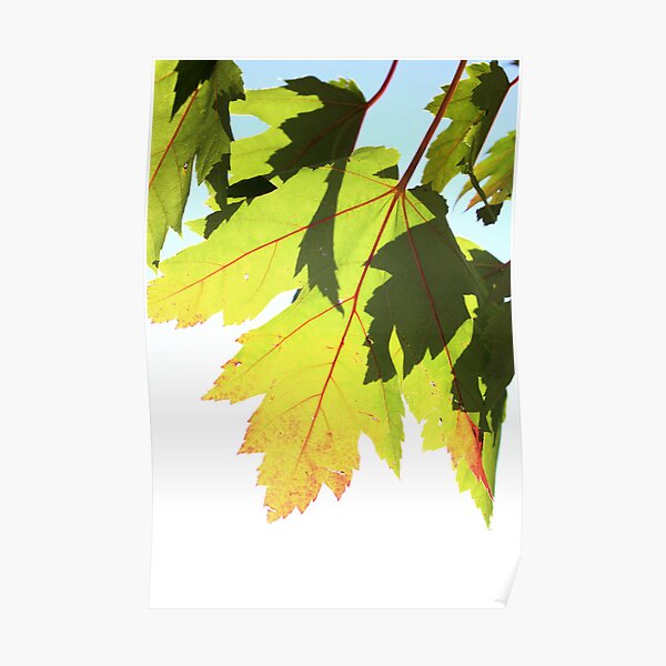 Red Maple Poster