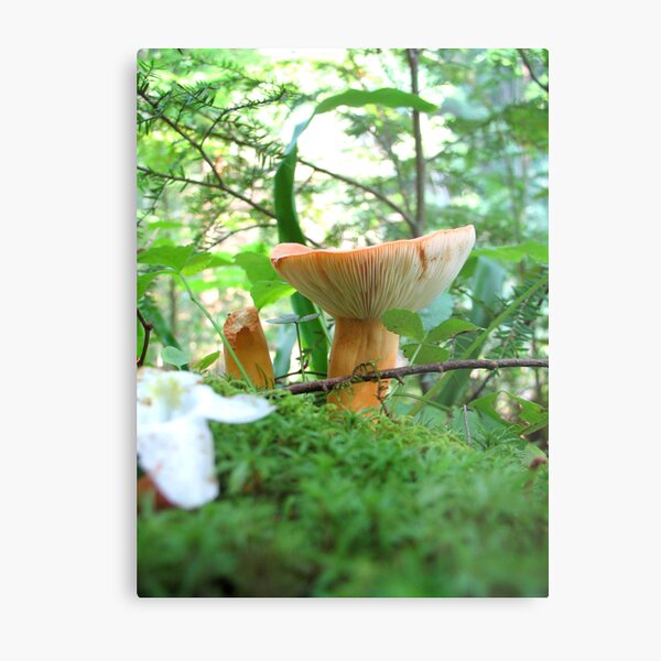 Appalachian Trail Metal Print
