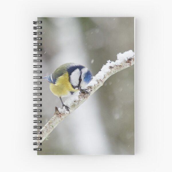 Item preview, Eurasian blue tit at your service designed and sold by Jouko Lehto Photography.