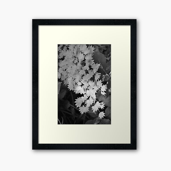 Cascade of Leaves Framed Art Print