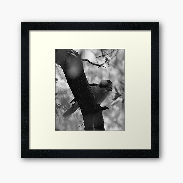 Kookaburra (B&W) Framed Art Print
