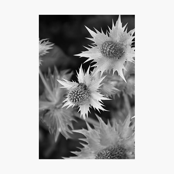 Bee on Thistle Photographic Print