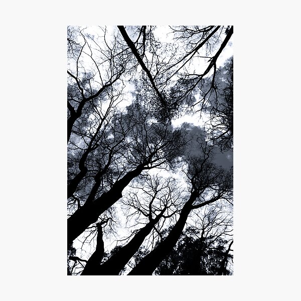 Surrounded by Trees Photographic Print