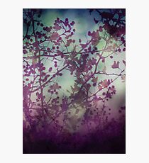Midsummer Night Photographic Print