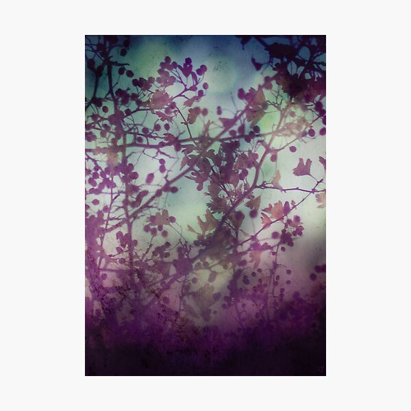 Midsummer Night Photographic Print