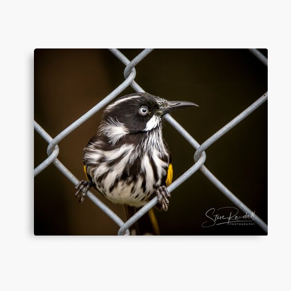 Item preview, Jailbird designed and sold by Steve Randall.