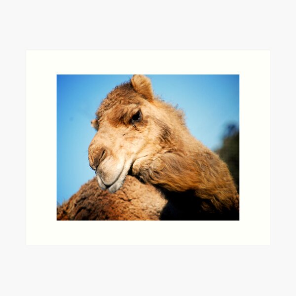Item preview, Curious Camel designed and sold by Timmy Johnston.