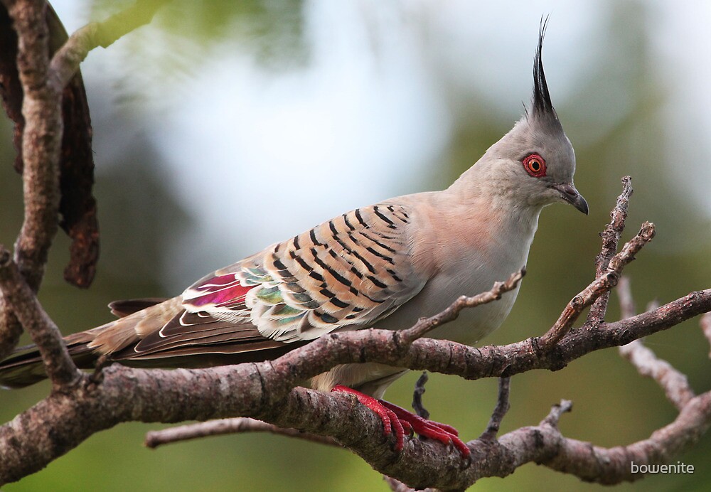 "Top Notch Pigeon" by bowenite Redbubble