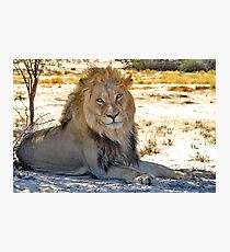 Kalahari King Photographic Print