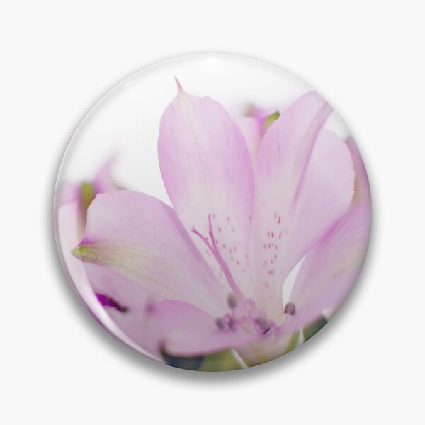 Item preview, Beautiful blooming purple Peruvian Lily of the Incas or Alstroemeria aurea designed and sold by lena-maximova.