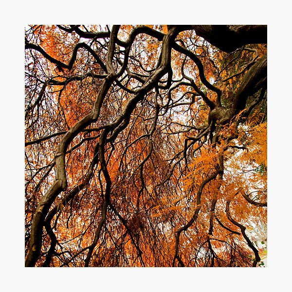 falling in slow motion II Photographic Print
