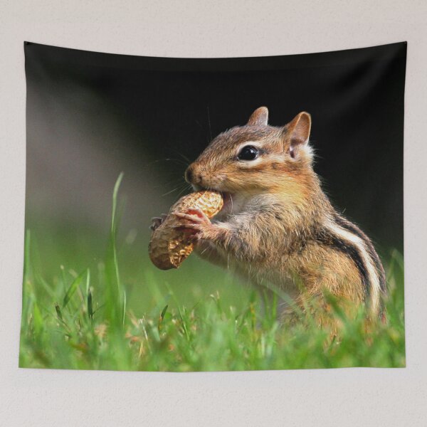 Item preview, Chipmunk enjoying a snack designed and sold by Enola Gay Wagner.