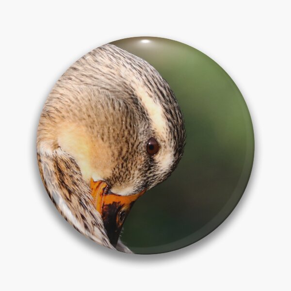Item preview, Preening mallard designed and sold by GreyFeatherPhot.
