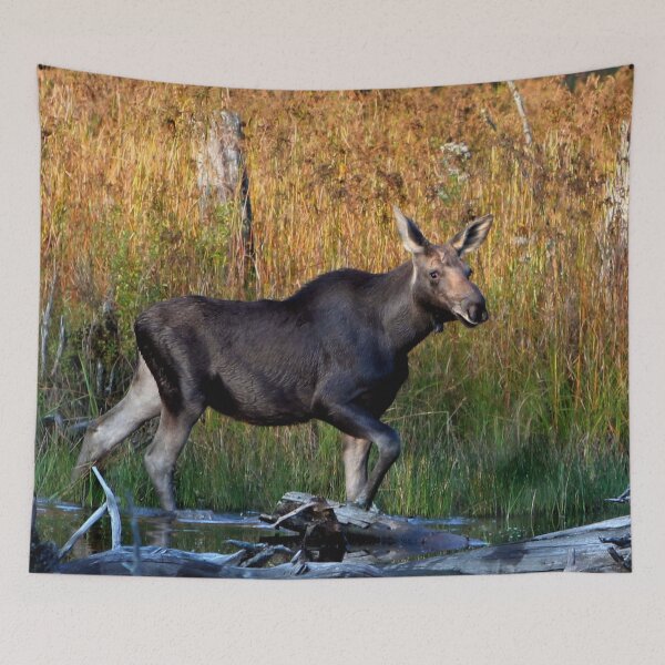 Item preview, Maine Moose, yearling bull designed and sold by Enola Gay Wagner.