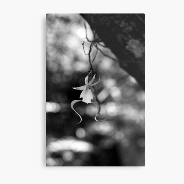 Ghostly Apparition I Metal Print