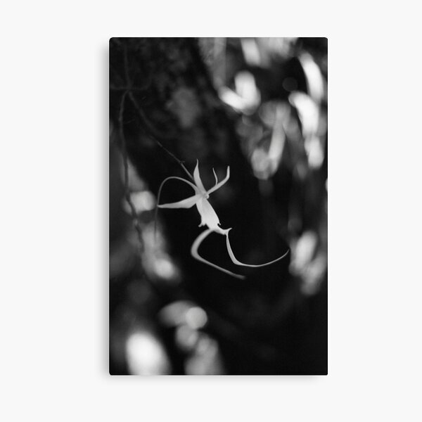 Ghostly Apparition II Canvas Print