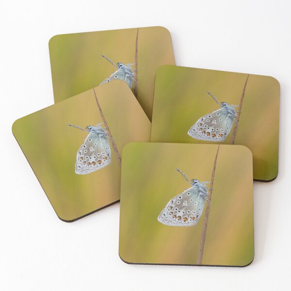 Item preview, Common Blue Butterfly or Polyommatus icarus on a reed stem  designed and sold by Cameranick.