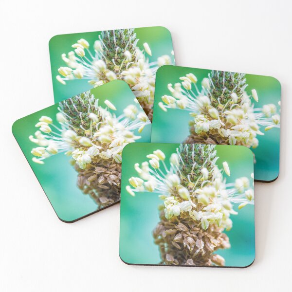 Item preview, Macro of Ribwort Plantain wild plant pollen designed and sold by Grégory DUBUS.