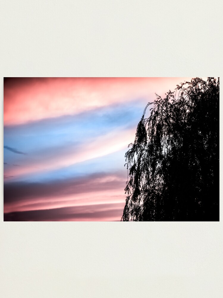 Lámina fotográfica «Sauce llorón silueta negra por el cielo del
