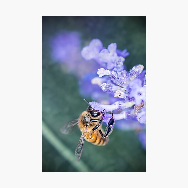 Processus de pollinisation des abeilles sur la fleur de lavande Impression photo