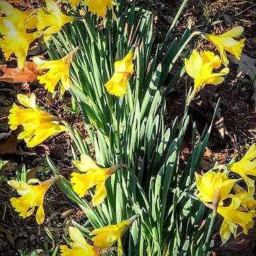 Artwork thumbnail, Spring has sprung by Robin Kinnard