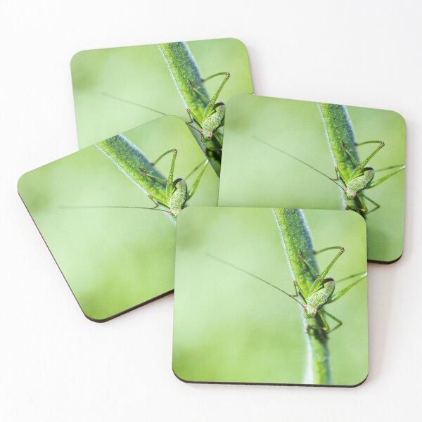 Item preview, Common green cricket insect on branch designed and sold by Grégory DUBUS.