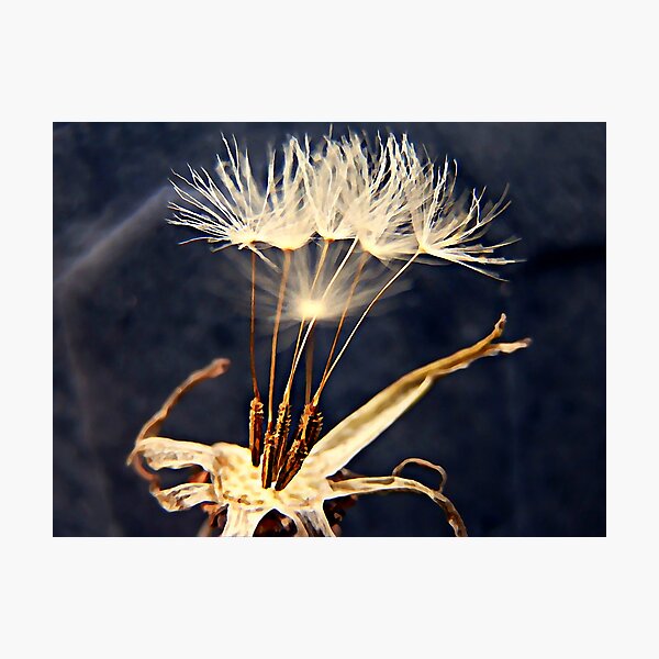 Her Final Wish Photographic Print