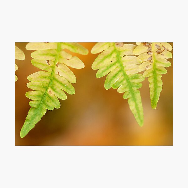 Ferns Photographic Print