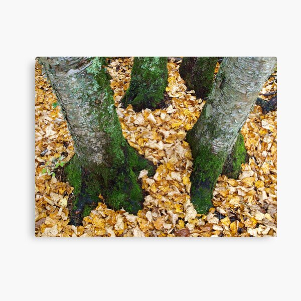 Golden Carpet Canvas Print