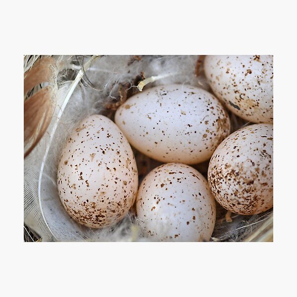 Nest Photographic Print