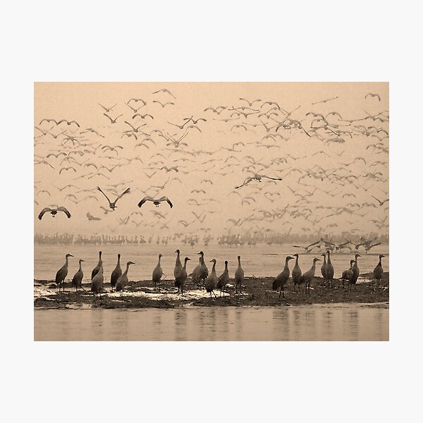 Sepia Moment of Rapture Photographic Print