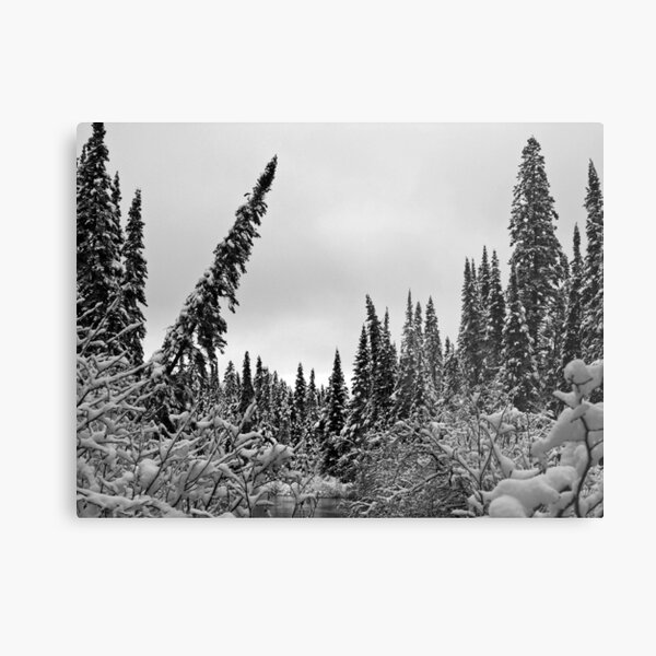 Deep Snow in the Woods Metal Print