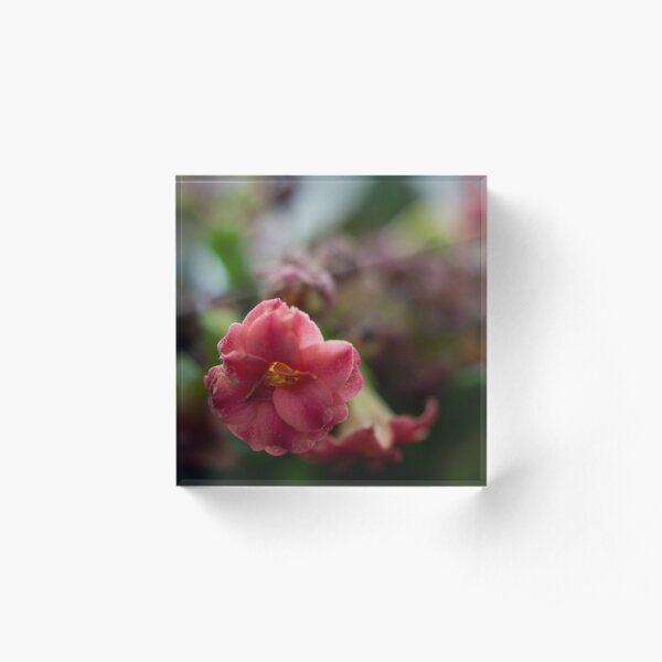 Softly growing Acrylic Block
