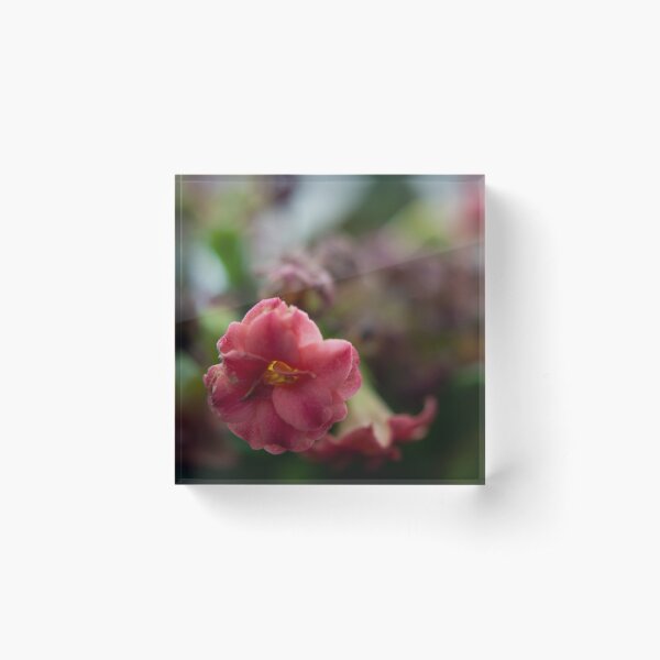 Softly growing Acrylic Block