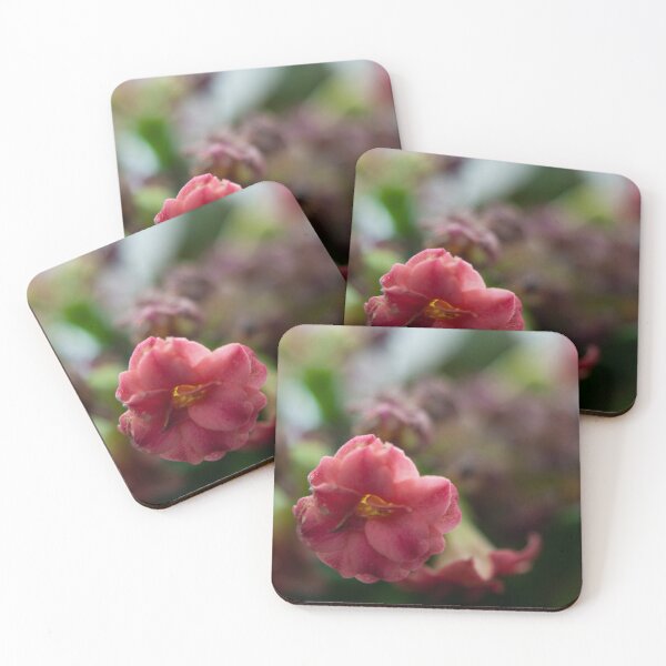 Softly growing Coasters (Set of 4)