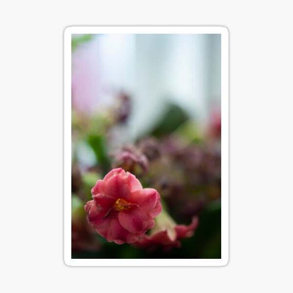 Softly growing Sticker