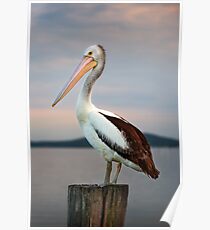 Pelican Poster