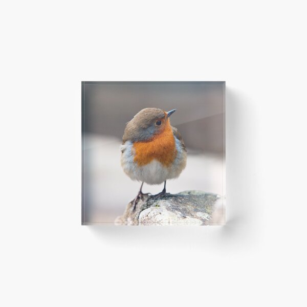 Item preview, Robin on a cold winter day balanced on a rock and looking sideways designed and sold by Cameranick.