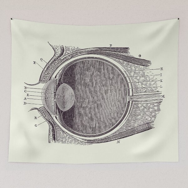 Item preview, Unlabeled Eye Anatomy Diagram - Vintage Anatomy Print 2 designed and sold by VAposters.