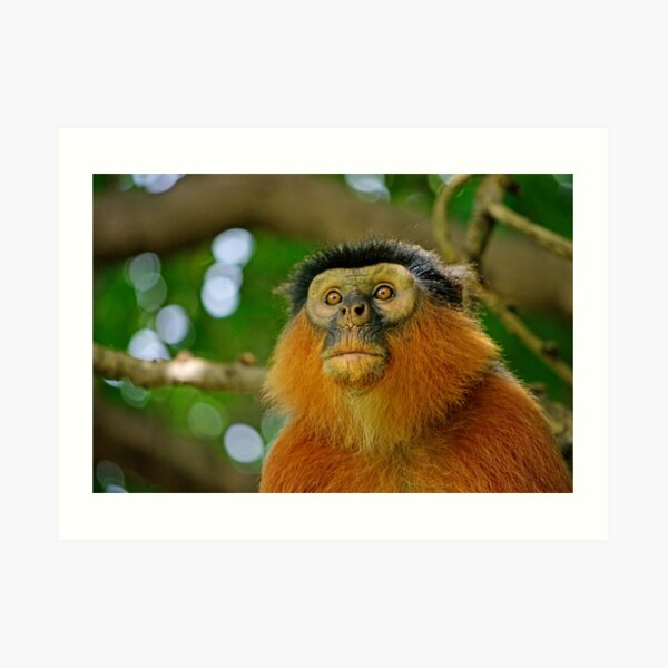 Monkey See Monkey Do Art Print