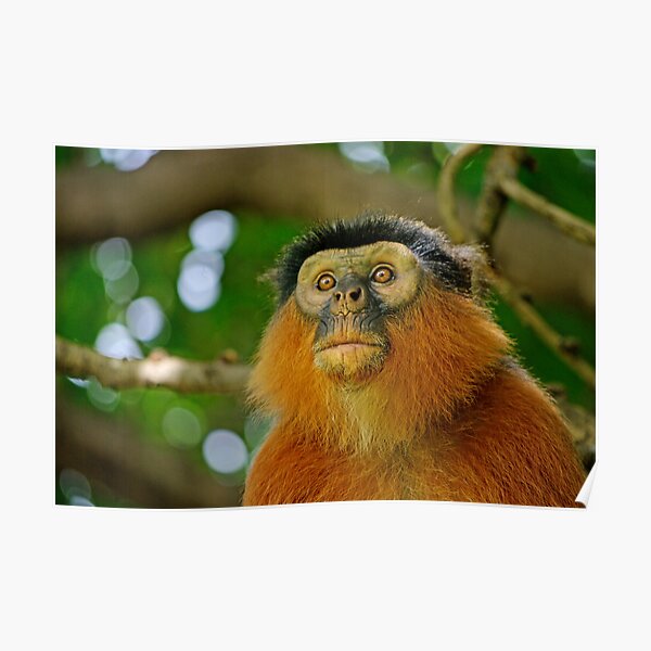 Monkey See Monkey Do Poster