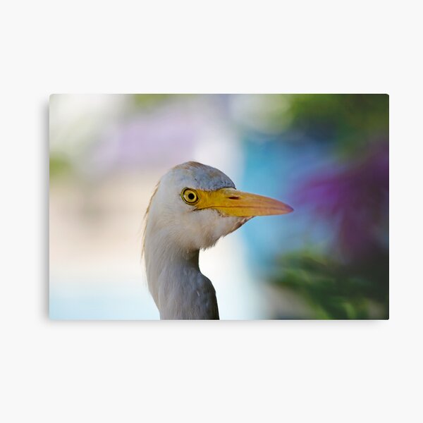 Inquisitive Egret Metal Print