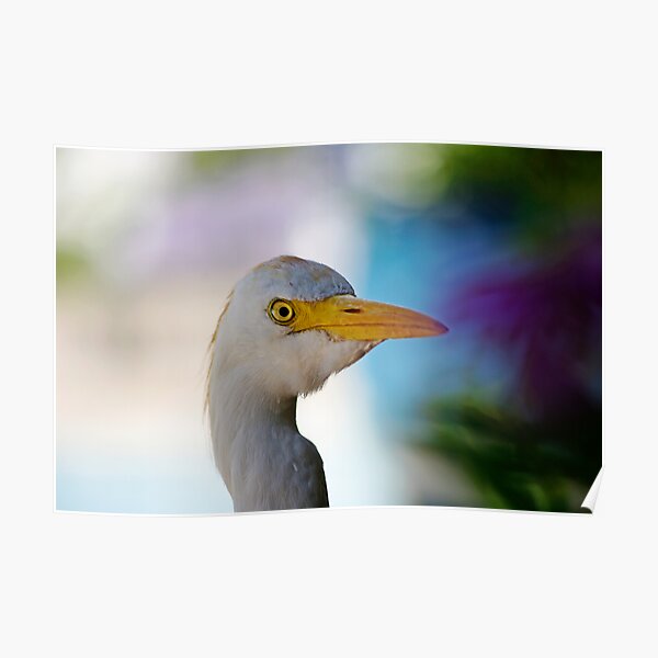 Inquisitive Egret Poster