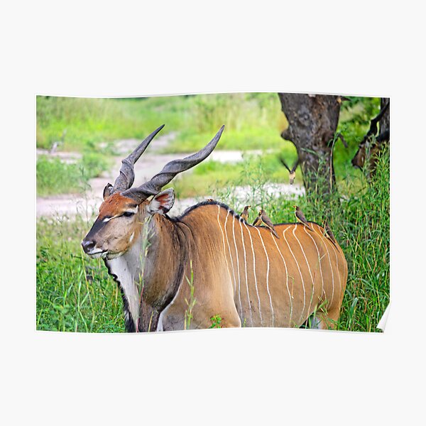 Hitching A Ride Poster
