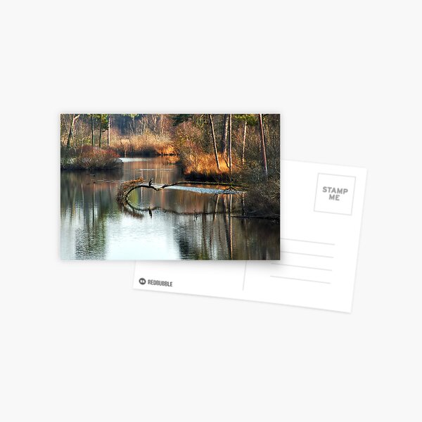 A walk trough the forests and fens Postcard