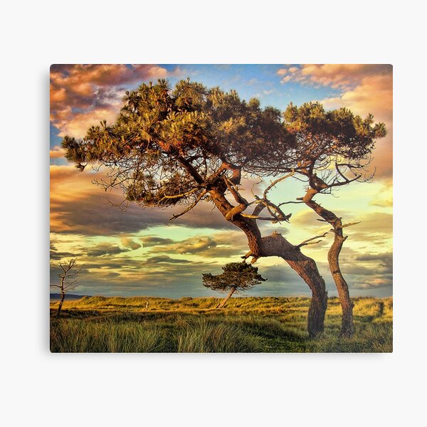 Reach Metal Print
